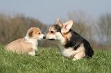 CORGI PEMBROKE 1283